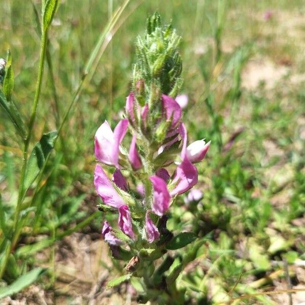 Ononis arvensis Flower