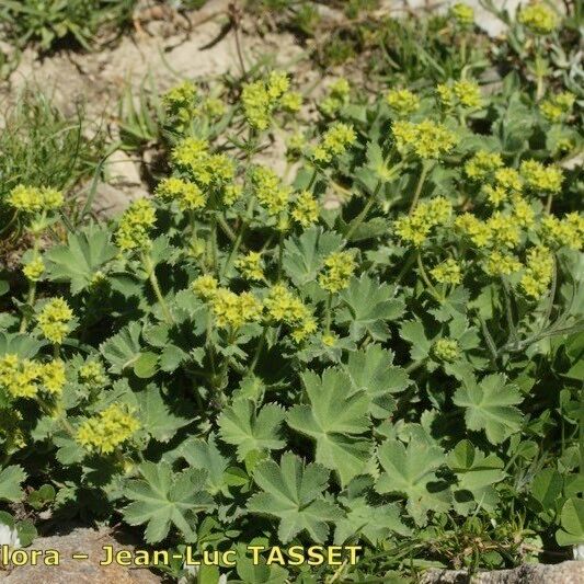 Alchemilla cinerea Habitatea