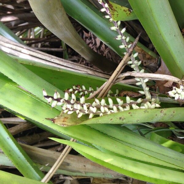 Bromelia karatas Fruit