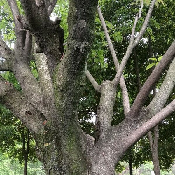 Ficus virens Casca