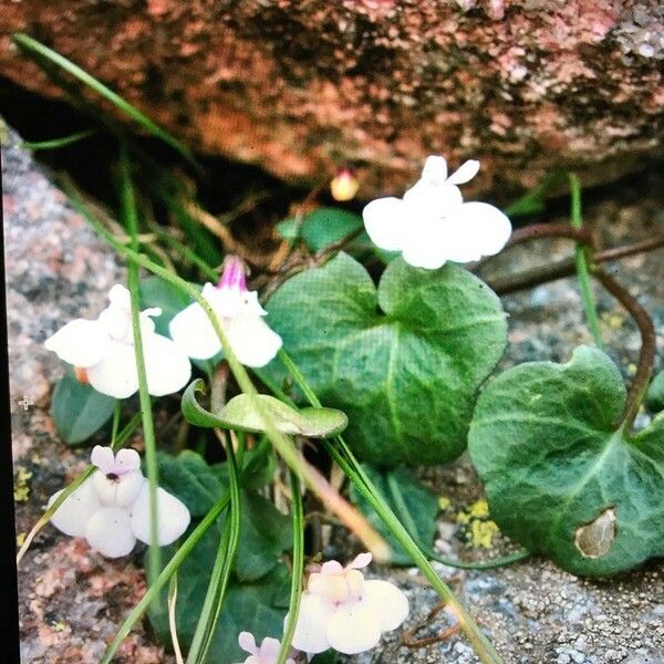 Cymbalaria hepaticifolia Květ