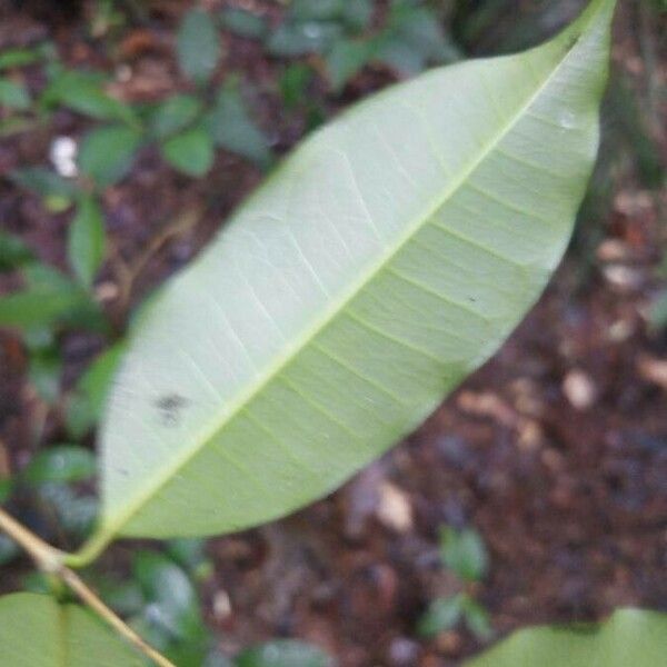 Parahancornia fasciculata Folla