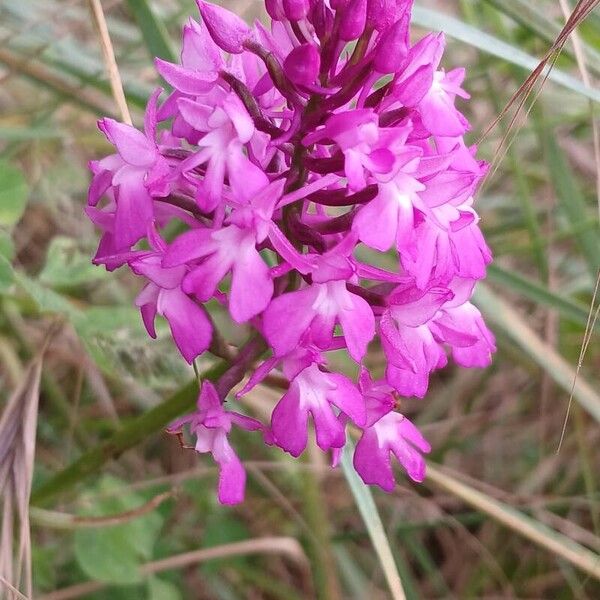 Anacamptis pyramidalis Flower