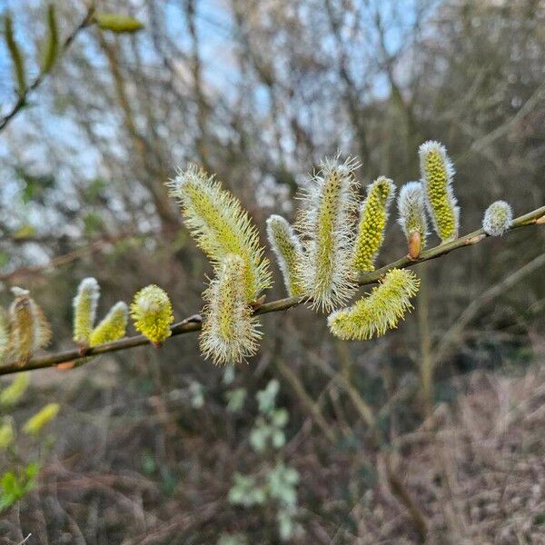 Salix triandra Flower