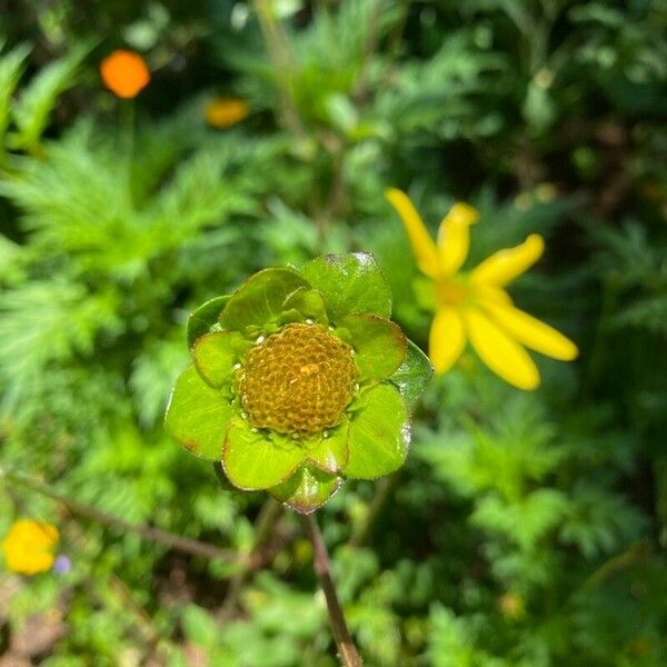 Silphium asteriscus Leaf