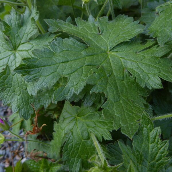 Geranium nodosum Leaf