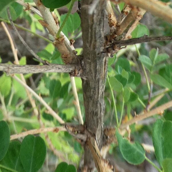 Colutea arborescens Rinde