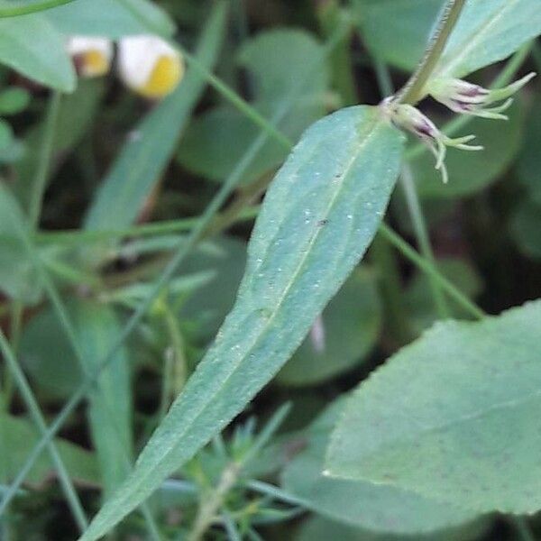 Melampyrum lineare Leaf