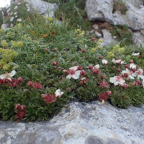 Potentilla nitida Hábitos