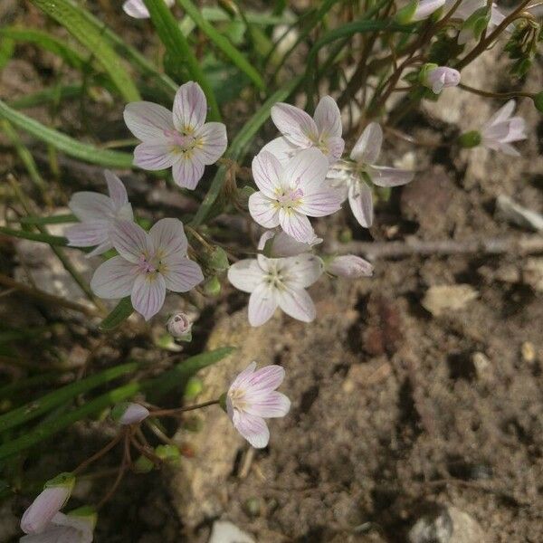 Claytonia virginica Flors