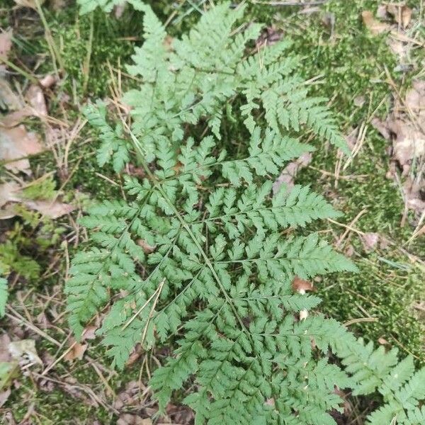 Dryopteris dilatata Leaf