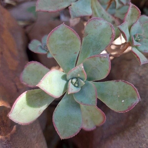 Aeonium haworthii Leaf