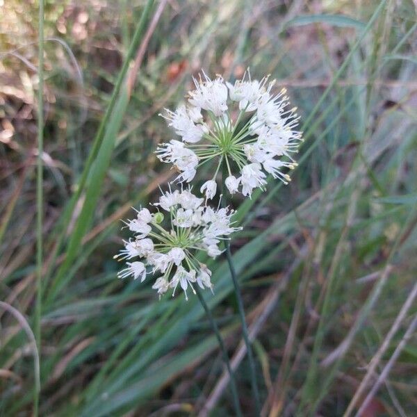 Allium ericetorum 花