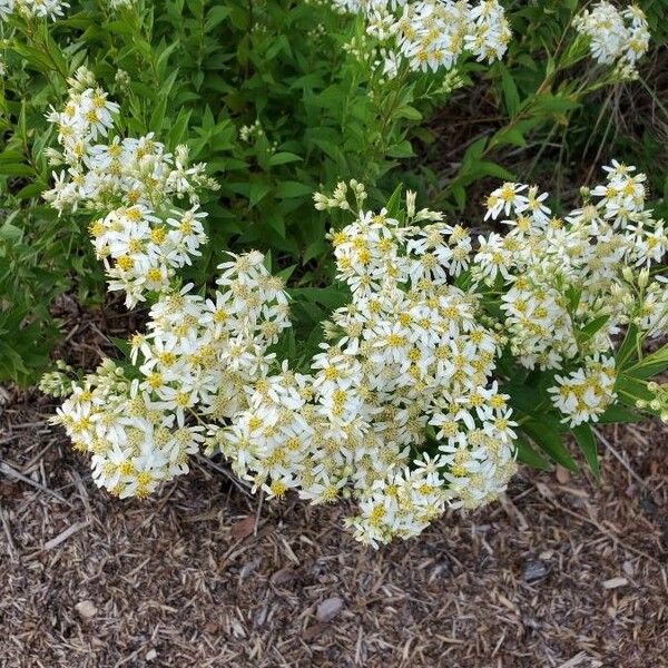 Doellingeria umbellata Habit