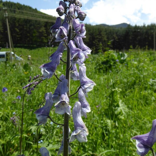 Aconitum leucostomum Flor