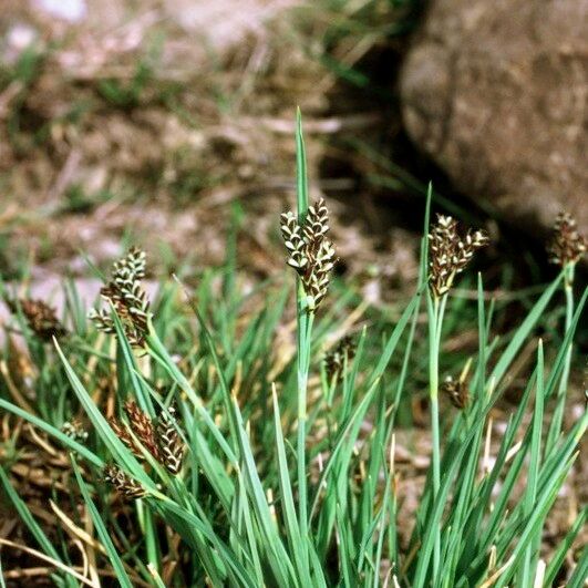 Carex bicolor 其他