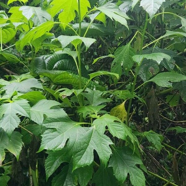 Tithonia diversifolia Habit
