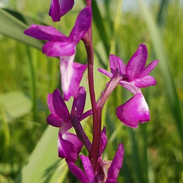 Anacamptis laxiflora Cvet