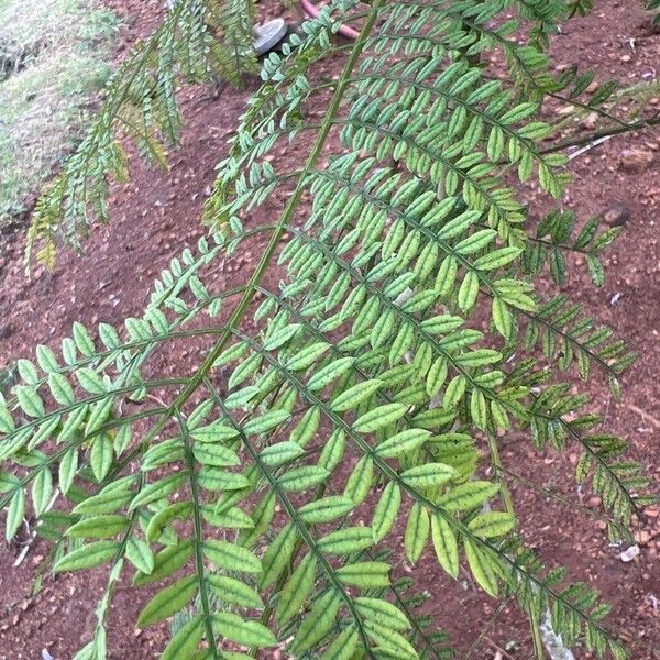 Jacaranda mimosifolia 葉