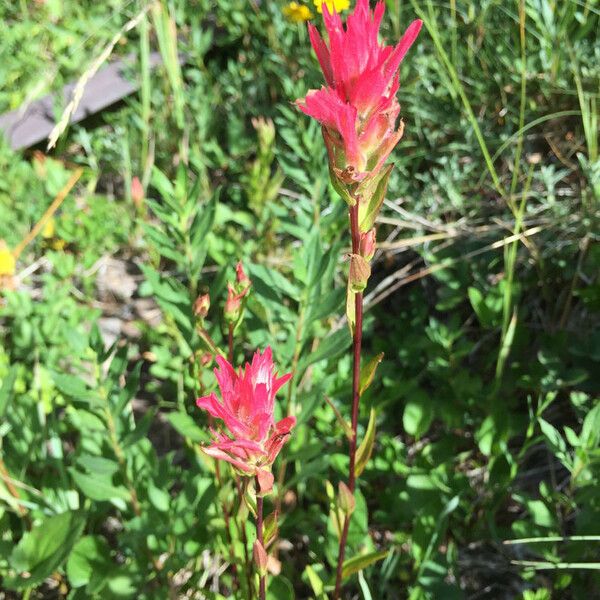 Castilleja parviflora 整株植物