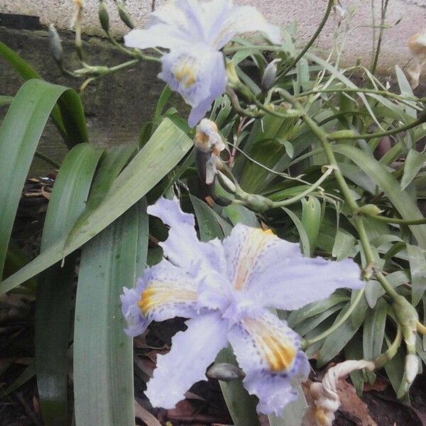 Iris japonica Hábitos