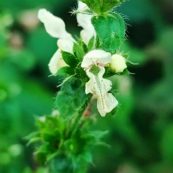 Stachys recta Kvet