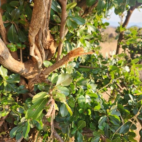 Manilkara mochisia Bark