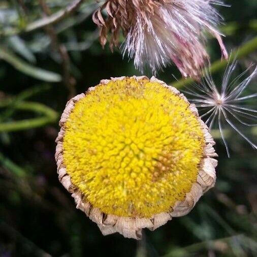 Xerochrysum bracteatum Flors