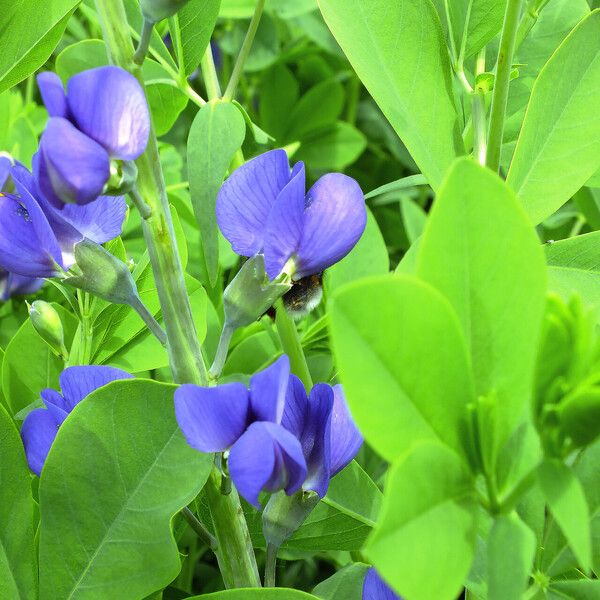 Baptisia australis 花