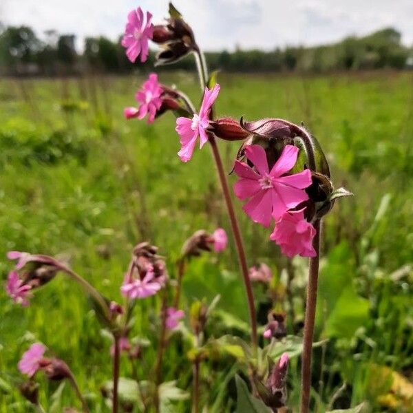 Silene dioica 花