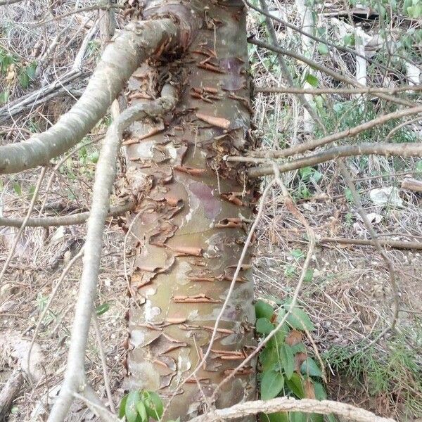 Juniperus phoenicea Bark