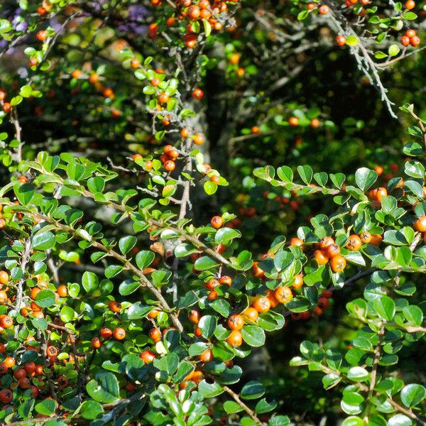 Cotoneaster hjelmqvistii 叶