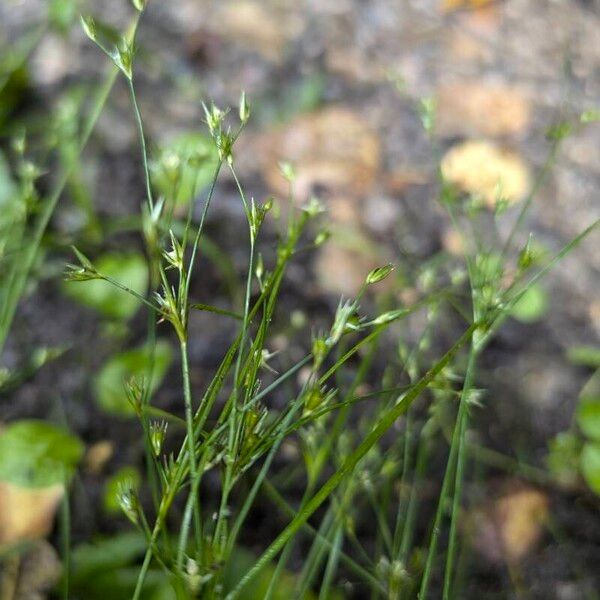 Juncus bufonius Хабит