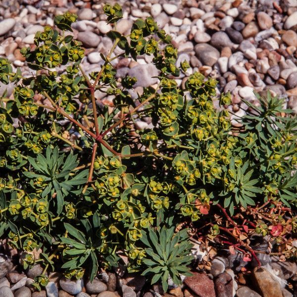 Euphorbia portlandica Habitat