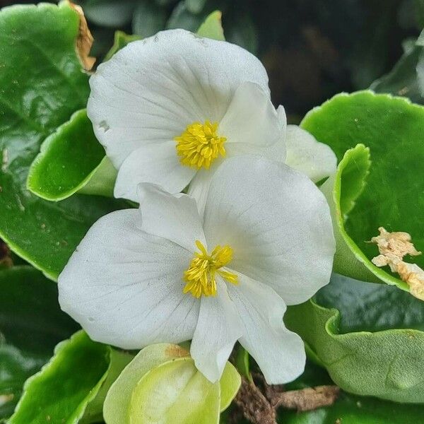 Begonia cucullata Cvet