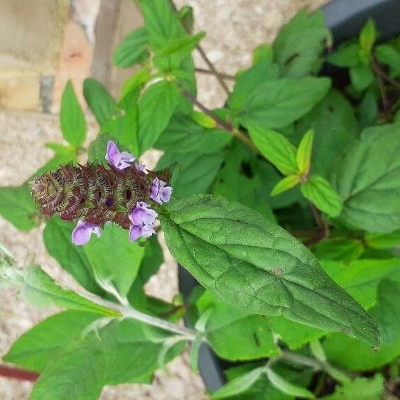 Prunella vulgaris Çiçek