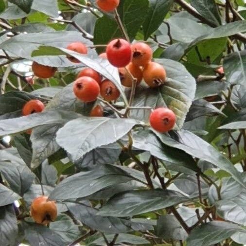 Sorbus aria Φύλλο