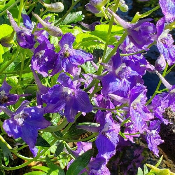 Delphinium menziesii Blomst