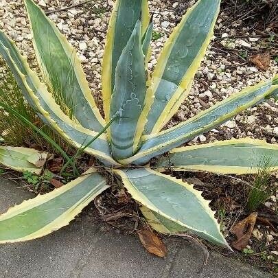 Agave americana Φύλλο