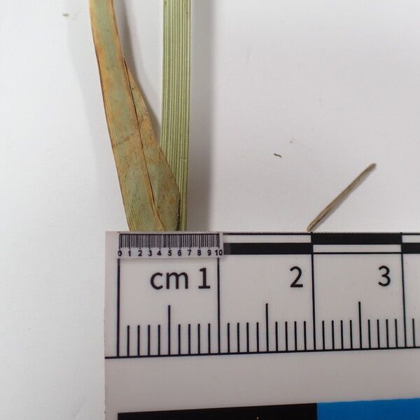 Carex atrofusca Іншае
