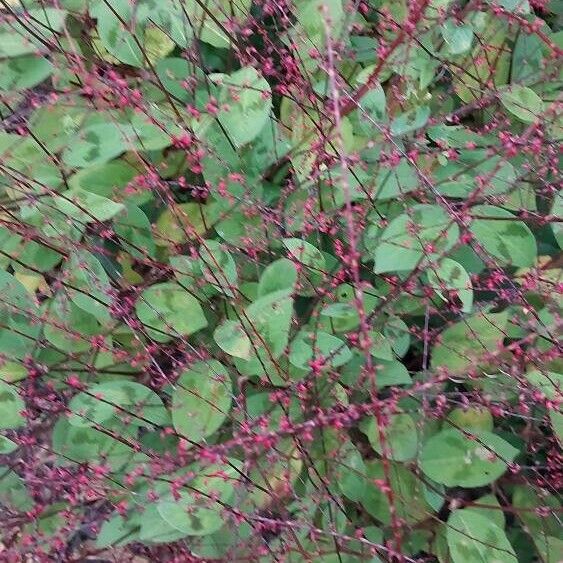 Persicaria virginiana Hoja