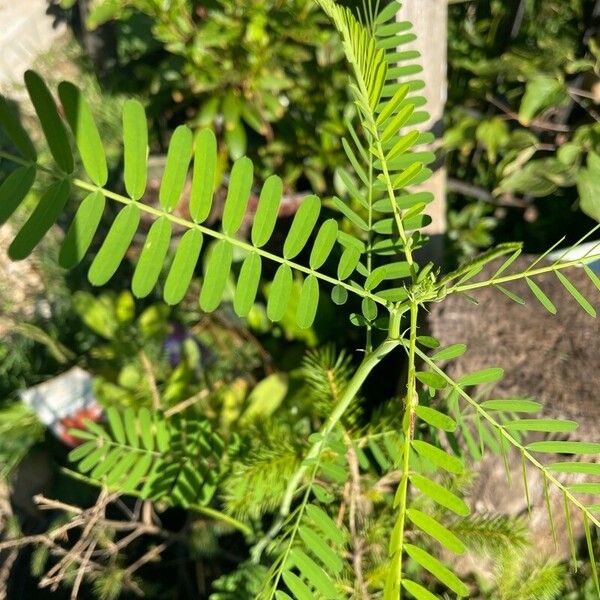 Sesbania herbacea Leaf