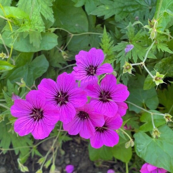 Geranium psilostemon Floro