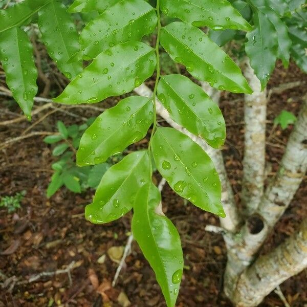 Myroxylon balsamum Blatt