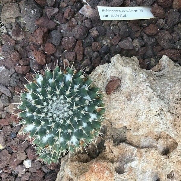 Echinocereus subinermis 葉