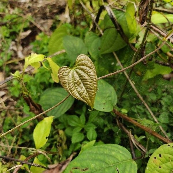 Dioscorea bulbifera Листок