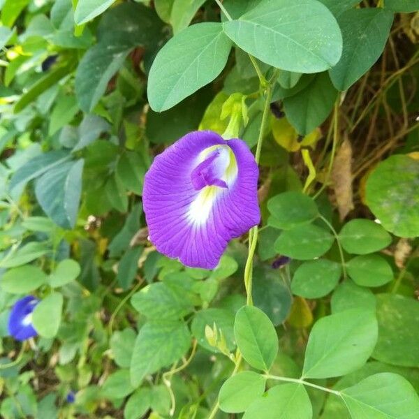 Clitoria ternatea Virág