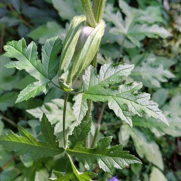 Heracleum sphondylium Листок