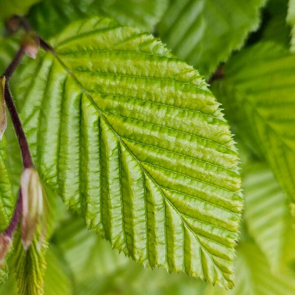 Carpinus betulus Blatt