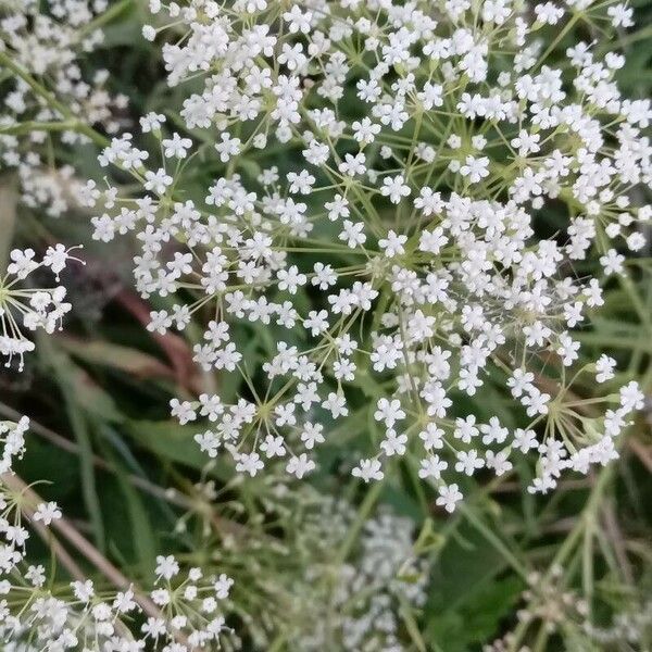 Falcaria vulgaris Flower